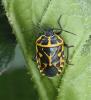 Eurydema ventralis